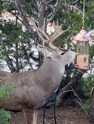 78 Sangre De Cristo Drive, Cedar Crest, NM 87008