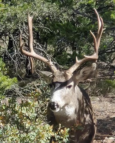 78 Sangre De Cristo Drive, Cedar Crest, NM 87008