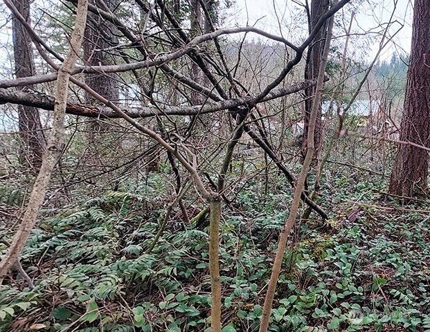 355 xx 312th ST Way SE, Enumclaw, WA 98022