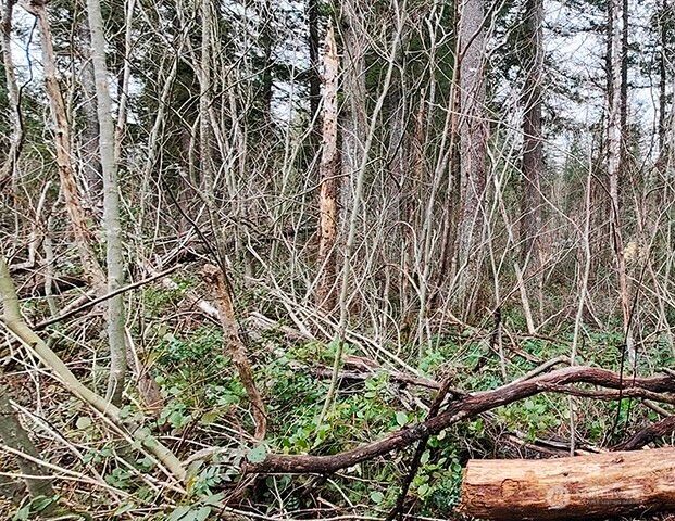 355 xx 312th ST Way SE, Enumclaw, WA 98022