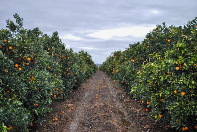 18376 Rd 248, Porterville, CA 93257