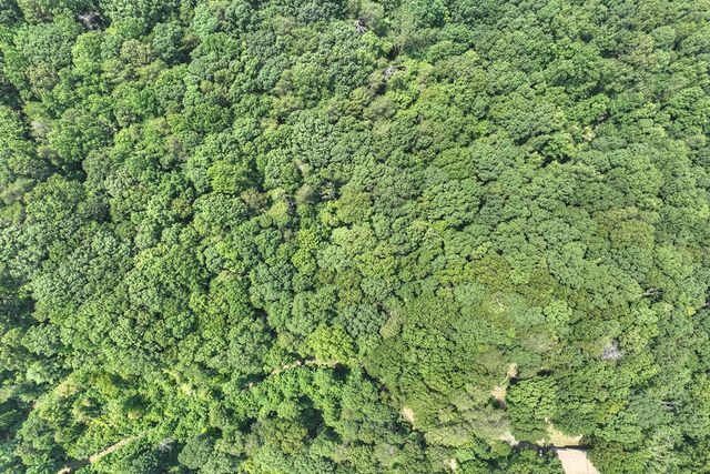 7.89 AC Laurel Springs Road, Mineral Bluff, GA 30559
