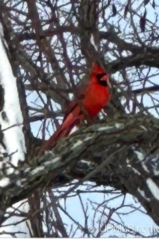 337 W Ridge Street, Marquette, MI 49855