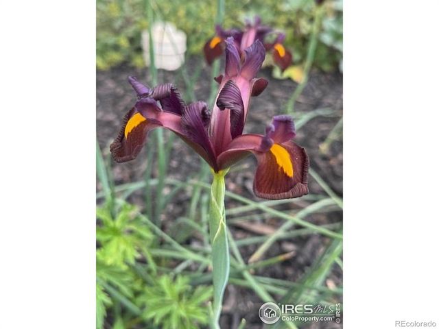 2817 Cub Lake Drive, Loveland, CO 80538