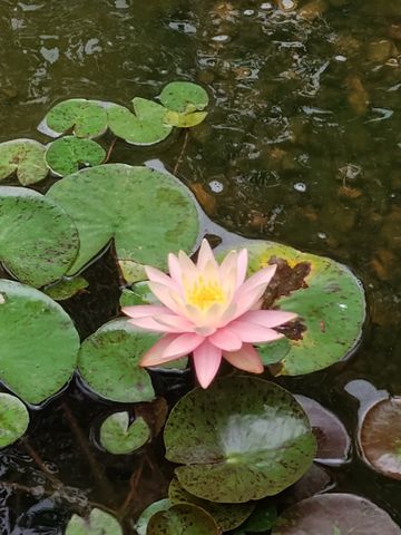 308 Cedar Hollow Ct, Lebanon, TN 37087