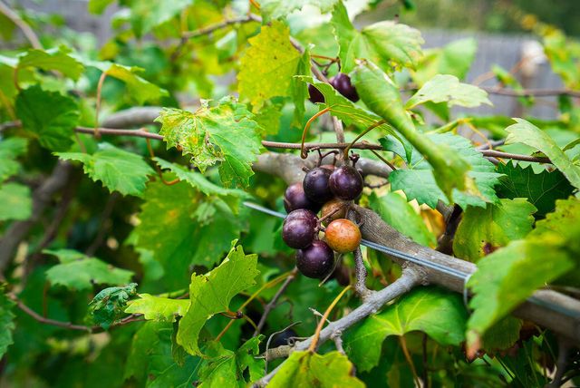 2686 New Hope Circle, Hephzibah, GA 30815