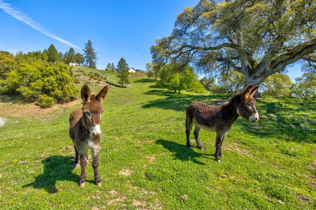 13088 Trembath Mtn Rd, Fiddletown, CA 95629