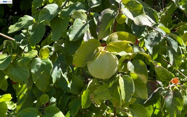 783 Solana Dr, Lafayette, CA 94549