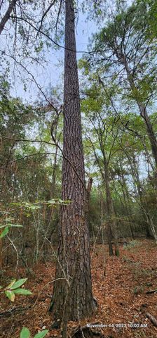 TBD Zed Creek Road, Lufkin, TX 75904