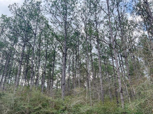 0 Fm 421, Lumberton, TX 77625