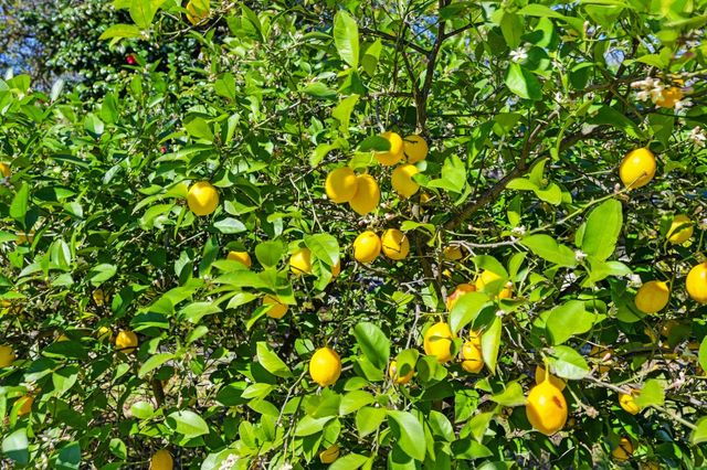 5990 Wilhoff Ln, Granite Bay, CA 95746