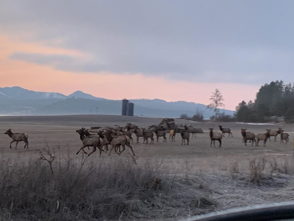 2536 Heine Rd, Chewelah, WA 99109 photo 13