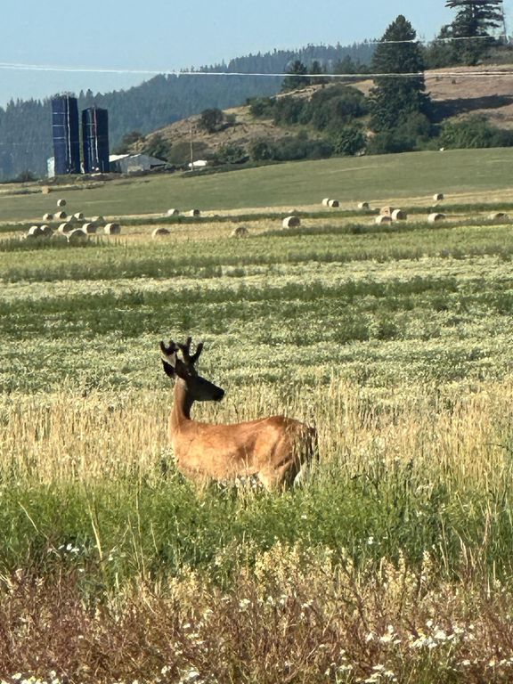 2536 Heine Rd, Chewelah, WA 99109 photo 17