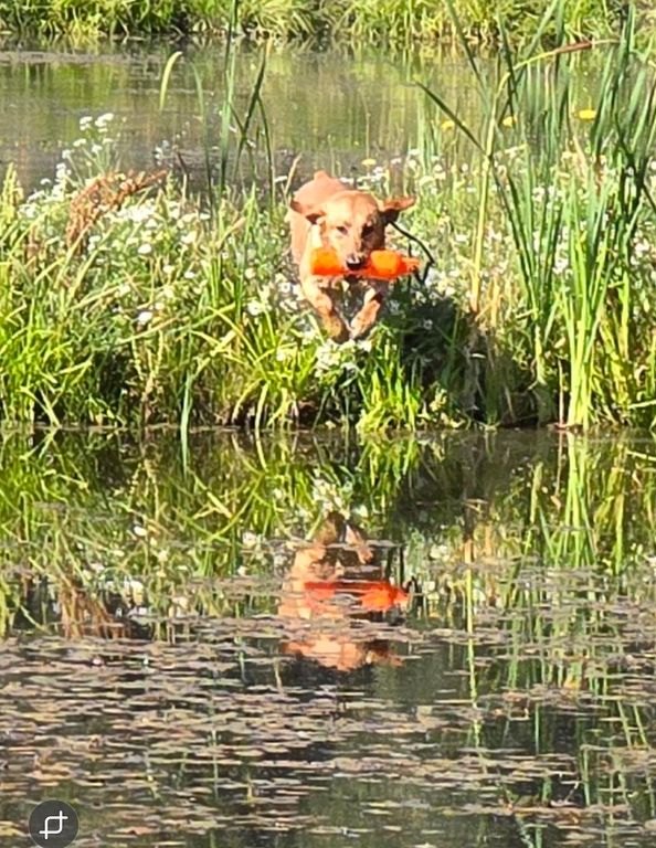 2536 Heine Rd, Chewelah, WA 99109 photo 18