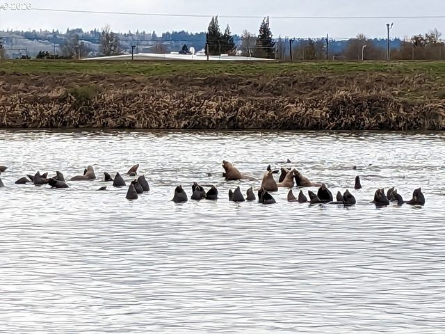 2064 S RIVER Rd, Kelso, WA 98626