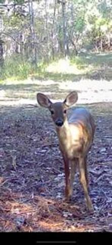 0 Mark Dr., Saucier, MS 39574