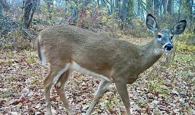 1661 Burch Road, Hartford, NY 12832