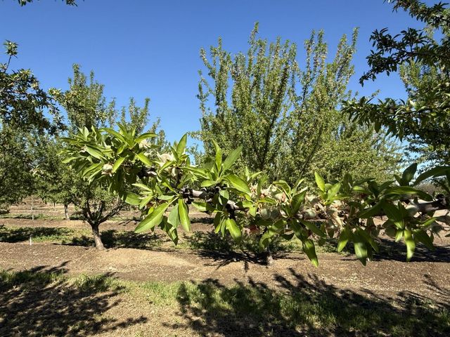 1613 Fig Ave, Patterson, CA 95363