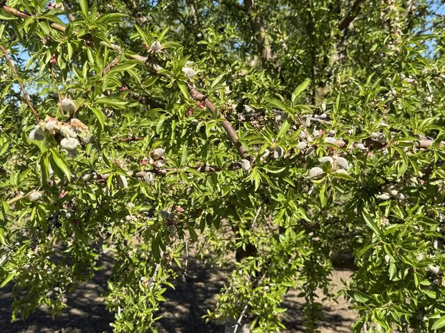 1613 Fig Ave, Patterson, CA 95363