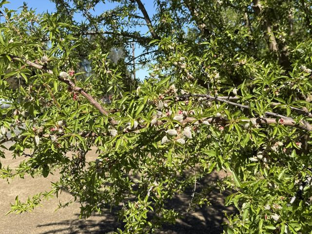 1613 Fig Ave, Patterson, CA 95363