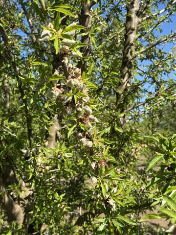 1613 Fig Ave, Patterson, CA 95363