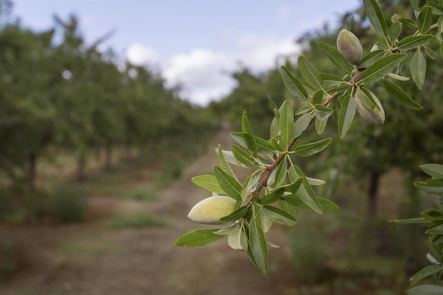 13247 Vineyard Road, Waterford, CA 95386