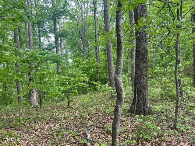 Tbd John Glover Road, Hampton, TN 37658