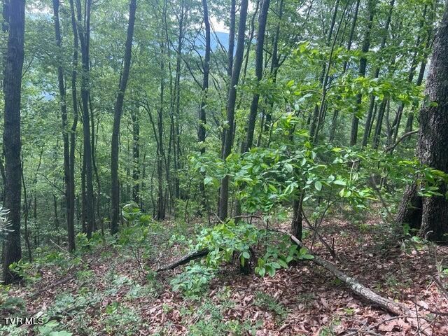 Tbd John Glover Road, Hampton, TN 37658