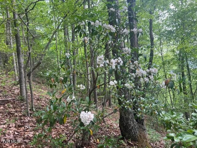 Tbd John Glover Road, Hampton, TN 37658