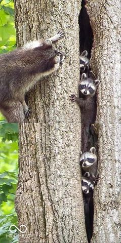 459 W Gold Creek Road, Mooresville, IN 46158