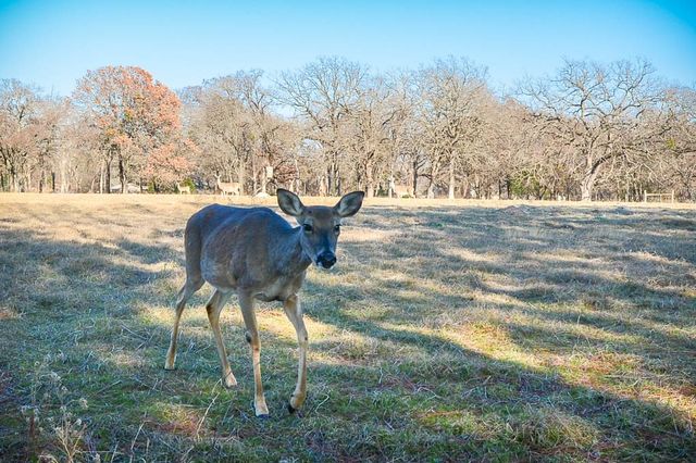 Lot 133 Lincoln Drive, Streetman, TX 75859