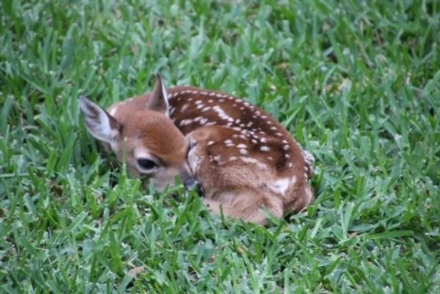 Lot 133 Lincoln Drive, Streetman, TX 75859