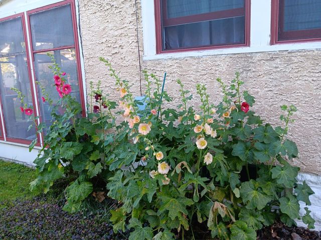 1136 Maryland Avenue E, Saint Paul, MN 55106