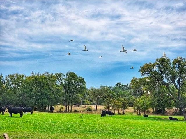 Lot 17 Brazos Mountain Ranch, Mineral Wells, TX 76067