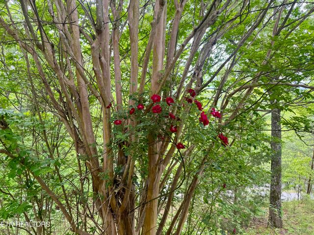 1033 Shell Mountain Rd, Sevierville, TN 37876