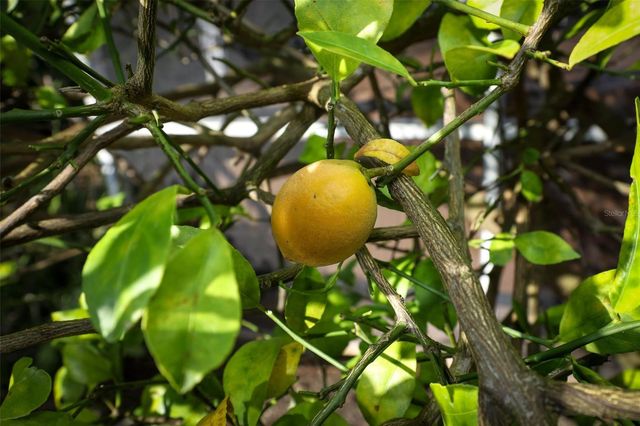 337 RINGWOOD CIRCLE, Winter Springs, FL 32708