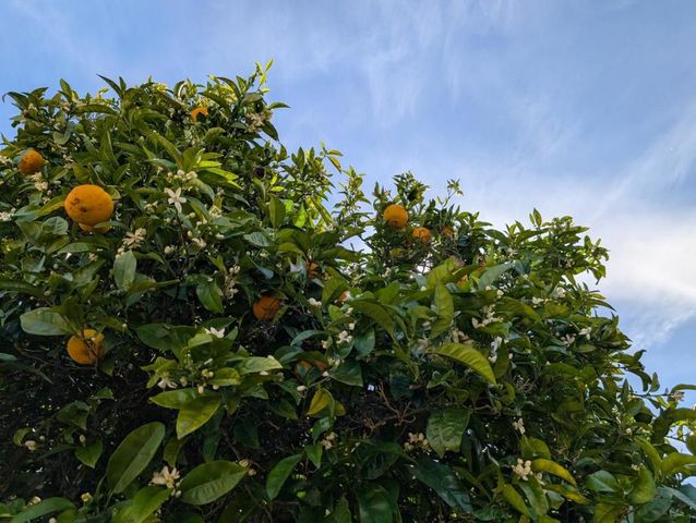 631 Almar Avenue, Santa Cruz, CA 95060