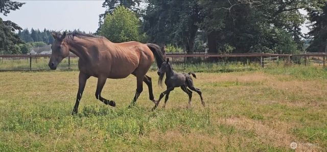 8106 Spurgeon Creek Road SE, Olympia, WA 98503