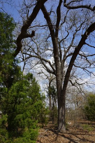 1698 Doc Holiday Dr, Log Cabin, TX 75148