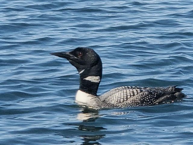 10458 Angler Drive, Grey Eagle, MN 56336