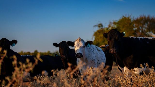 T-5 Providence Road, Calvert, TX 77837