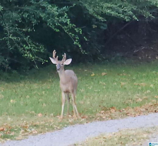 9454 SHIPPTOWN ROAD, Hayden, AL 35063