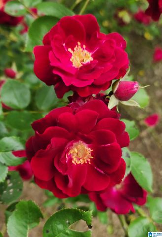 9454 SHIPPTOWN ROAD, Hayden, AL 35063