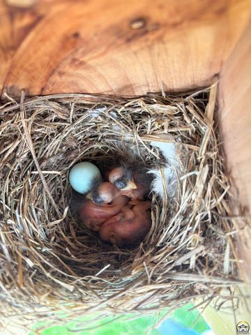 4215 Wimbledon DR, Lawrence, KS 66047