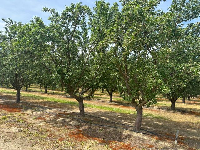 16027 S Marks Avenue, Caruthers, CA 93609