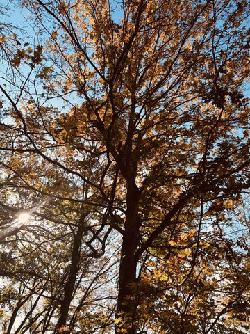 0 Toll Dugger Rd, Culleoka, TN 38451