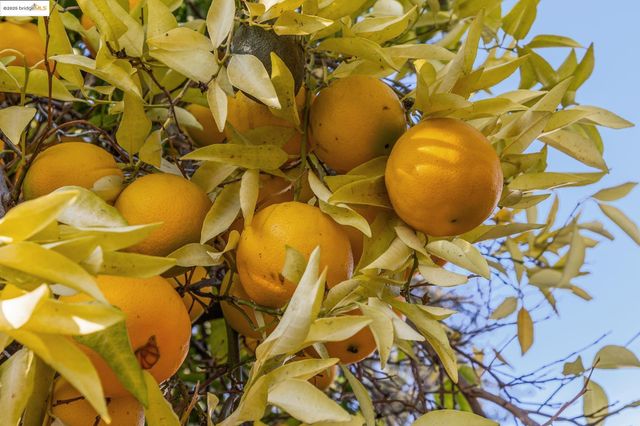 1918 Marguerite ave, Pleasant Hill, CA 94523