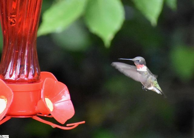 217 Meritta Trail, Greenville, SC 29615