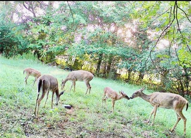 1803 W State Highway 10, Belleville, AR 72824