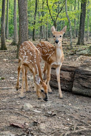 1286 Oglethorpe Mountain Road, Jasper, GA 30143